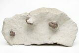 Three Trilobite (Kainops & Paciphacops) Fossils - Oklahoma #212349-1